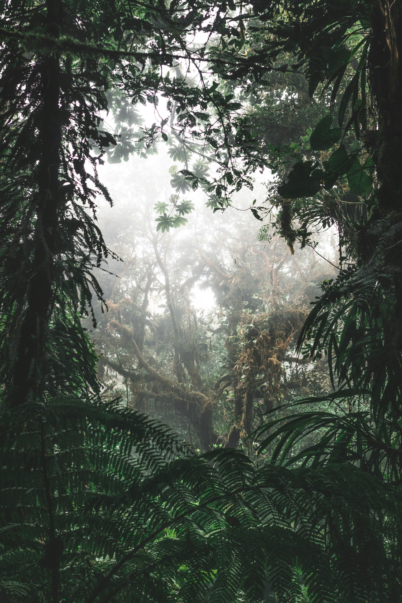Cloud forest