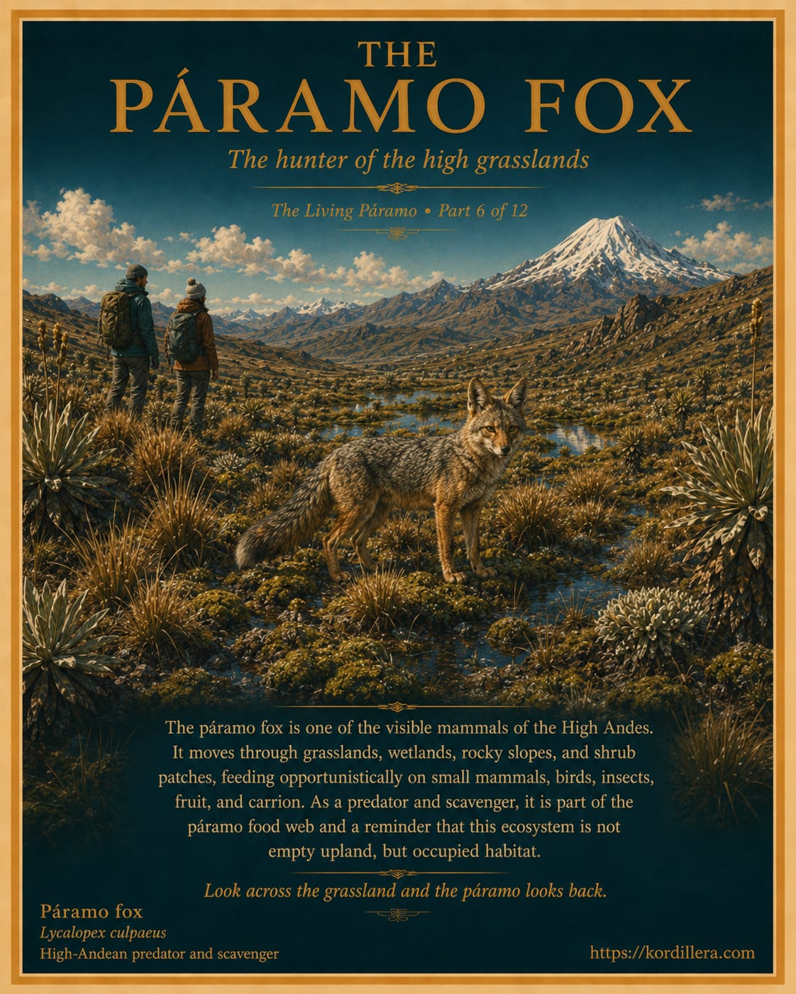 The Living Páramo: The Hidden Wetlands